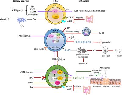 Dietary Derived Micronutrients Modulate Immune Responses Through Innate Lymphoid Cells